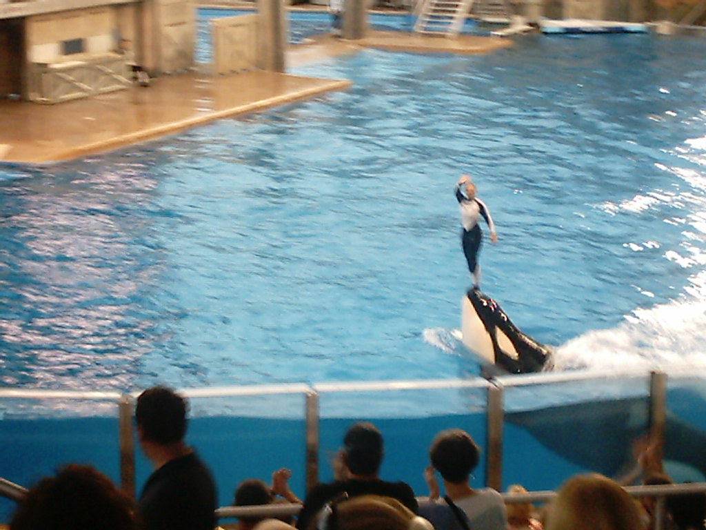 Shamu