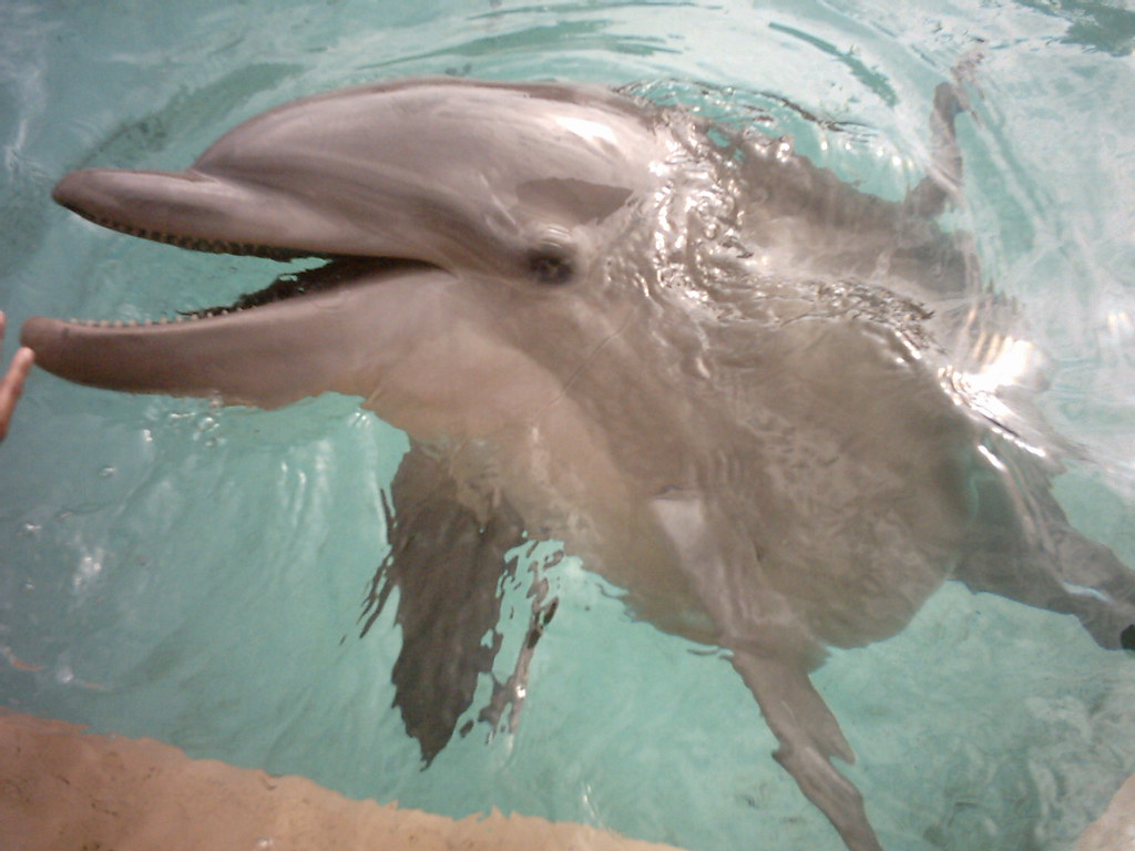 They call him flipper