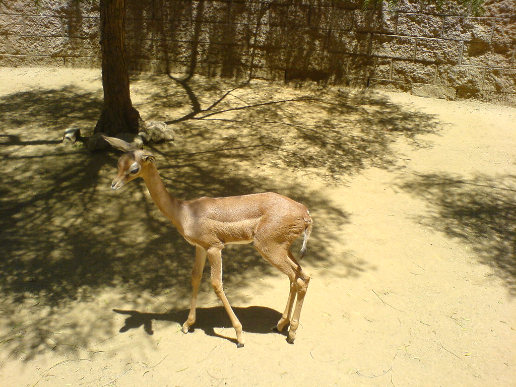 Bambi