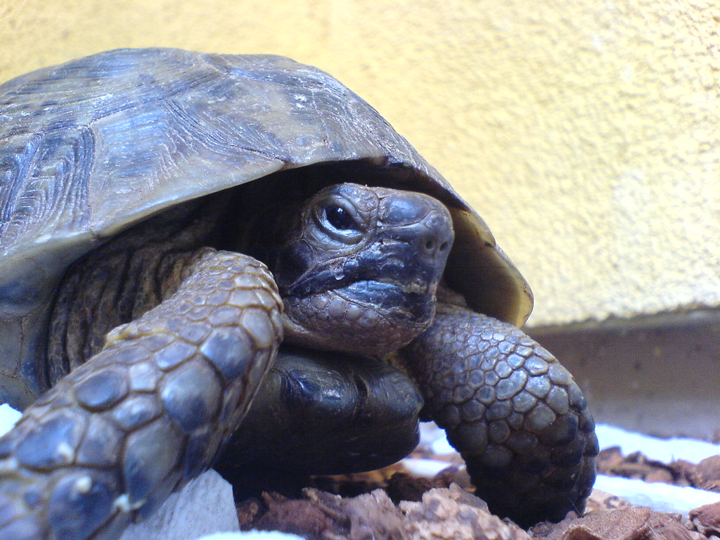 Hollywood the Tortoise