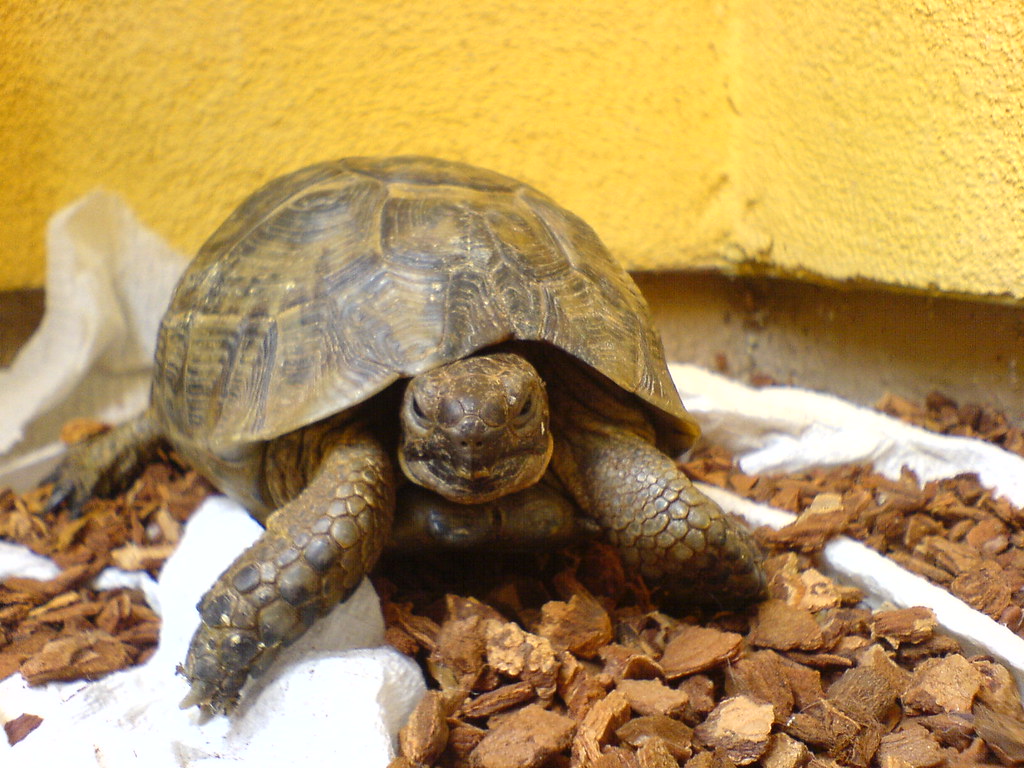 Hollywood the Tortoise