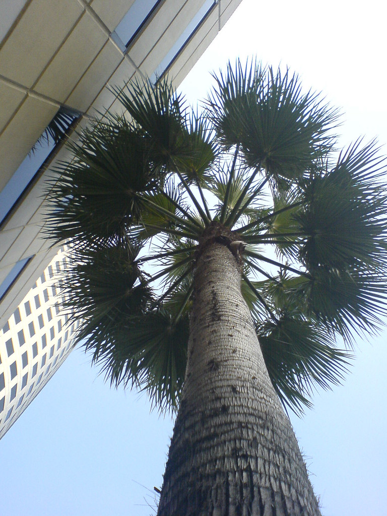 Looking Up