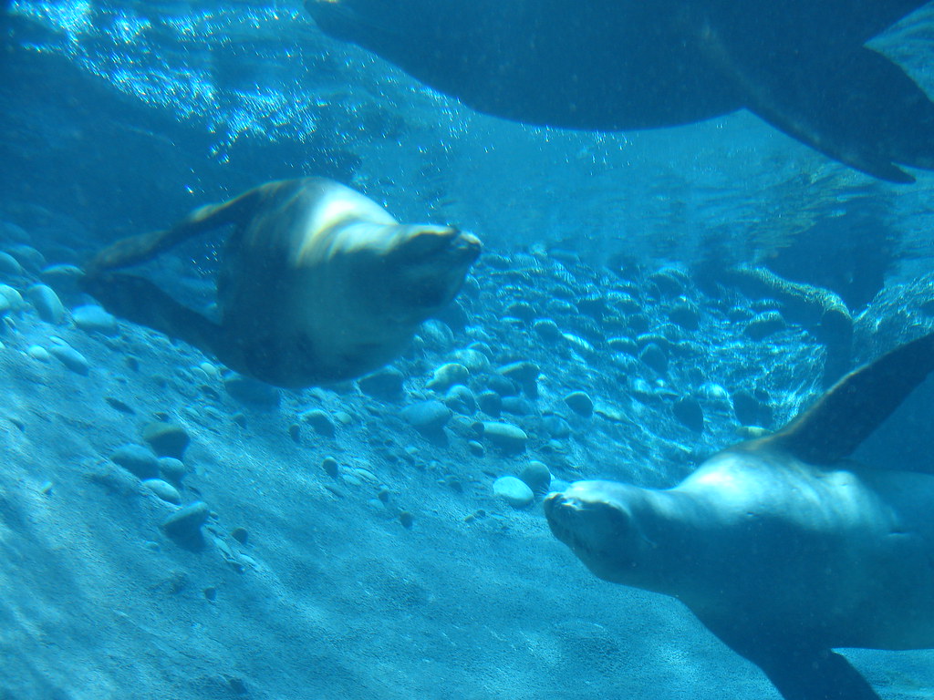 Sea Lions
