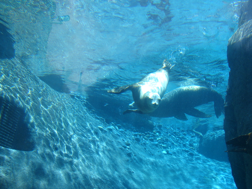 Sea Lions