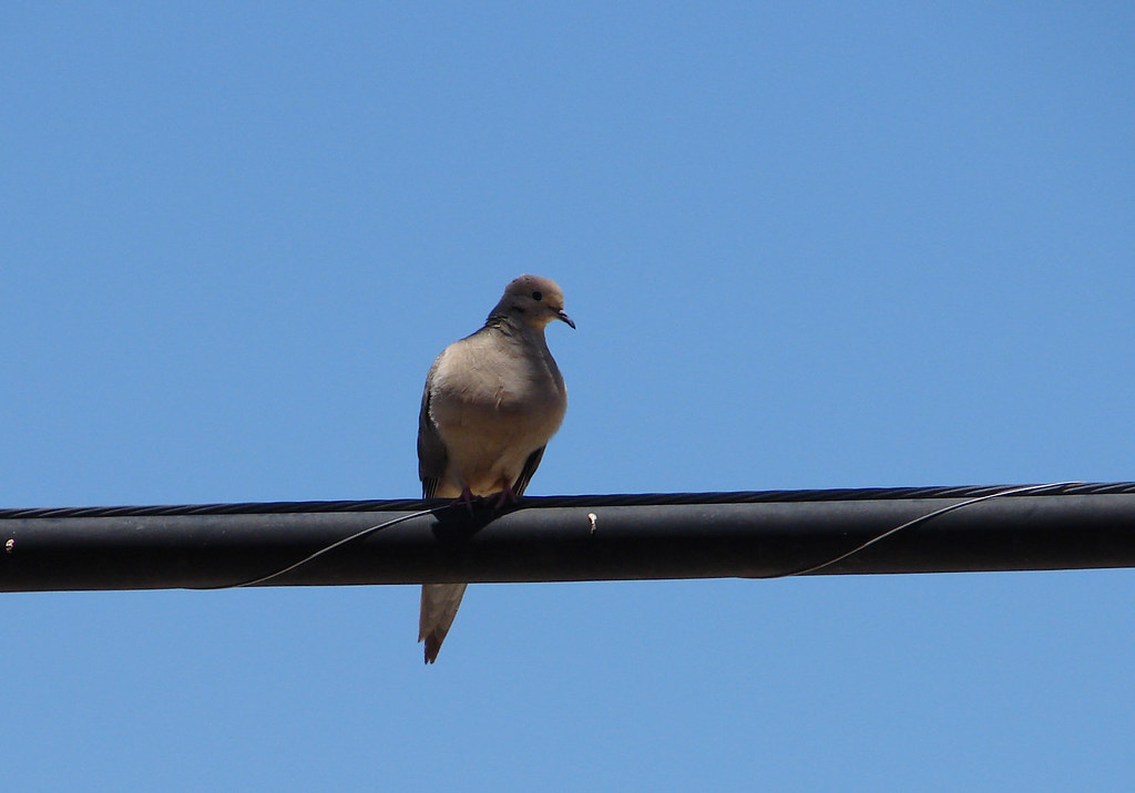 Bird on a Wire