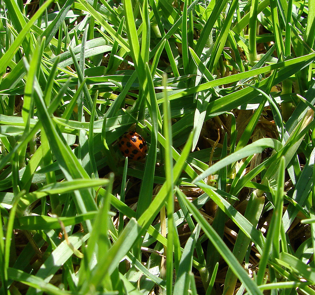 Hidden Ladybird