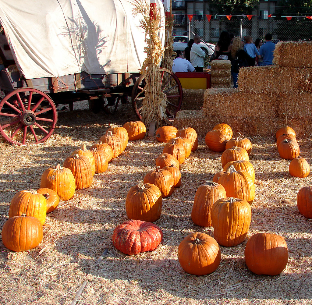 36 Pumpkins