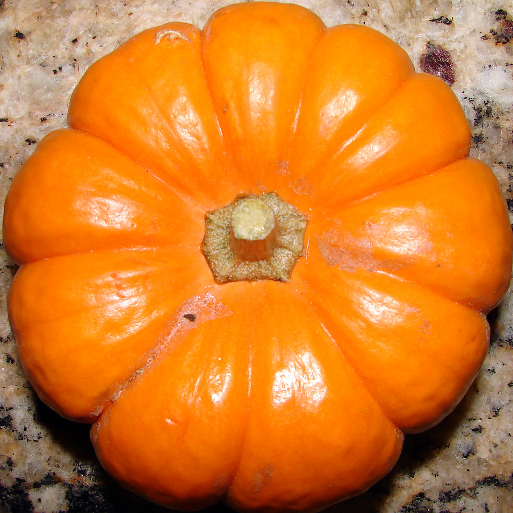 Mini Pumpkin Squircle