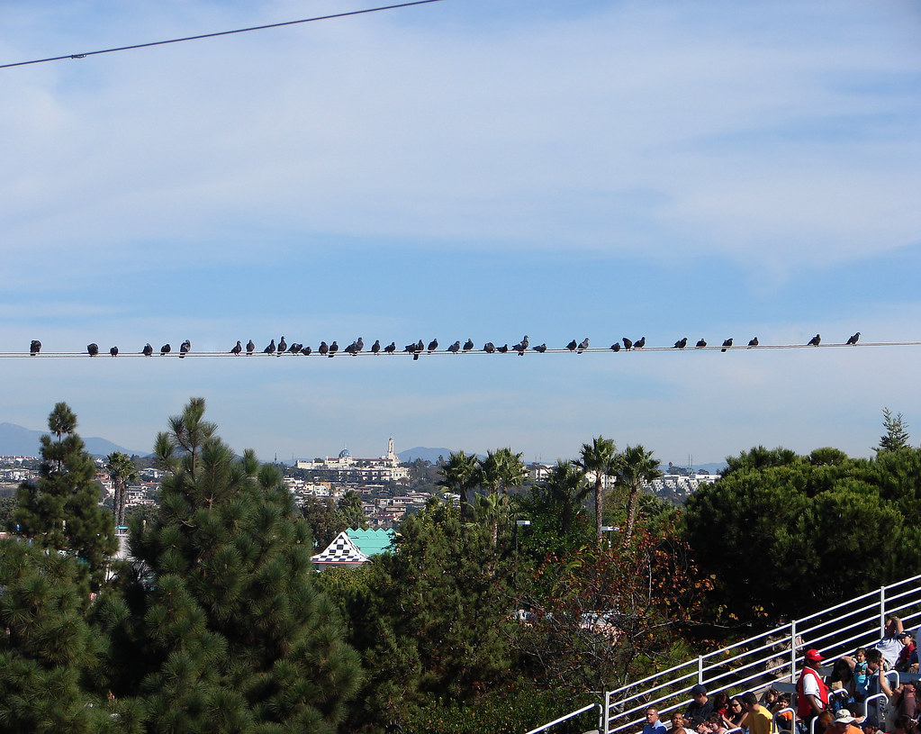 39 Birds