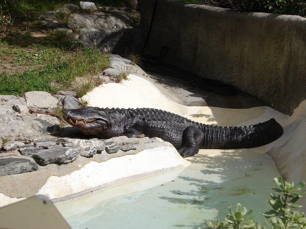 The Alligator
