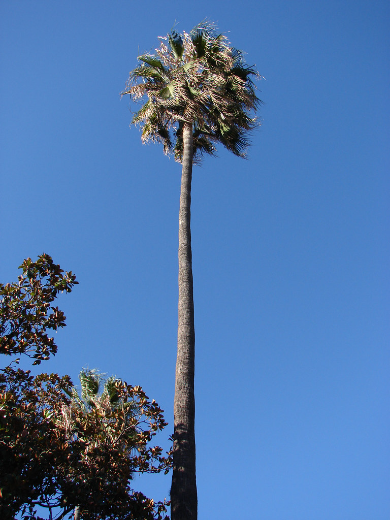 Palm