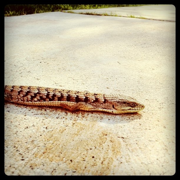 Visitor
