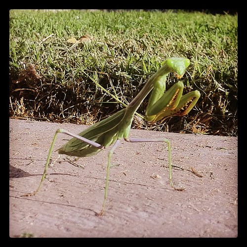 Alien Invader