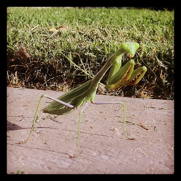 Alien Invader