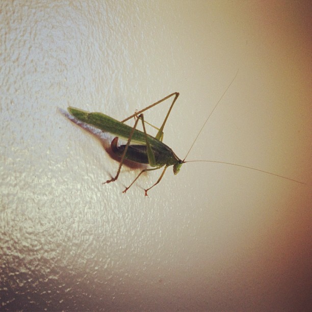 What the fuck is that and what's it doing in my kitchen?