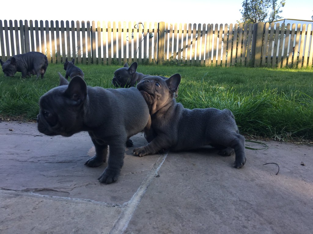 Dumb dogs