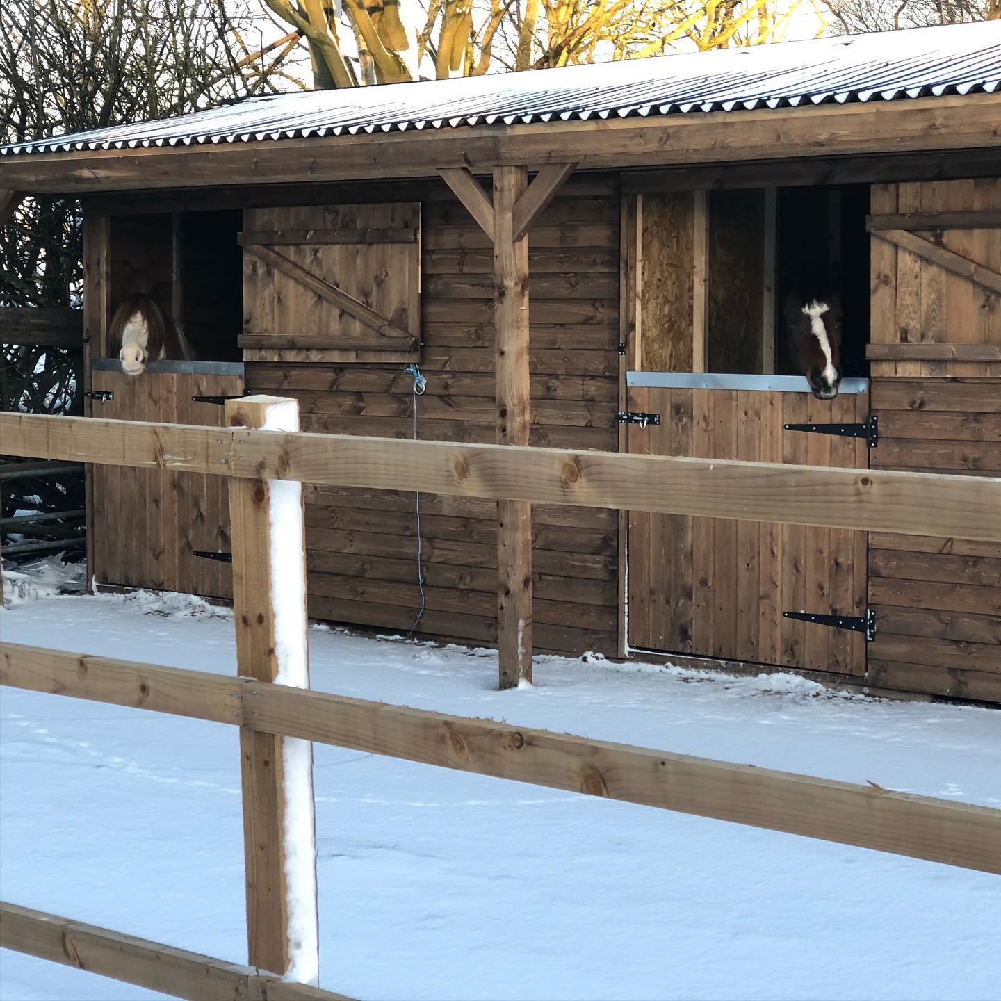 Cozy ponies